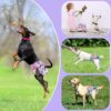 Washable Female Dog Diapers (4 Pack) - Image 4